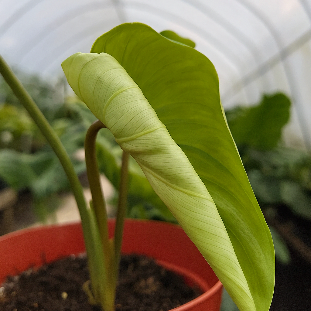 Philodendron Plowmanii - AroidHouse