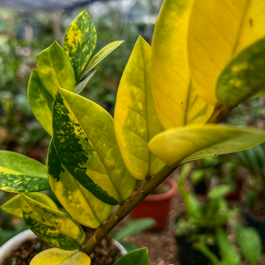 Zamioculcas Zamiifolia Variegata - AroidHouse