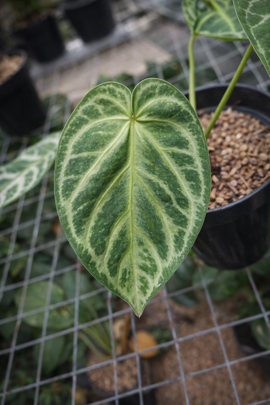 Anthurium Silver Medium