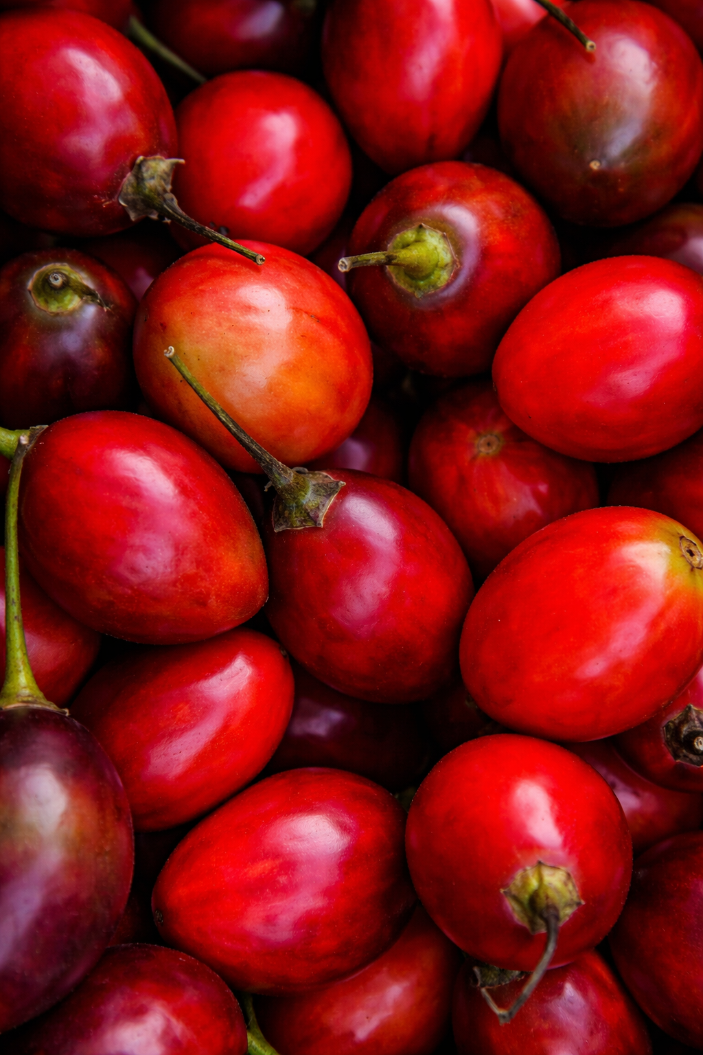 Tree Tomato / Solanum Betaceaum
