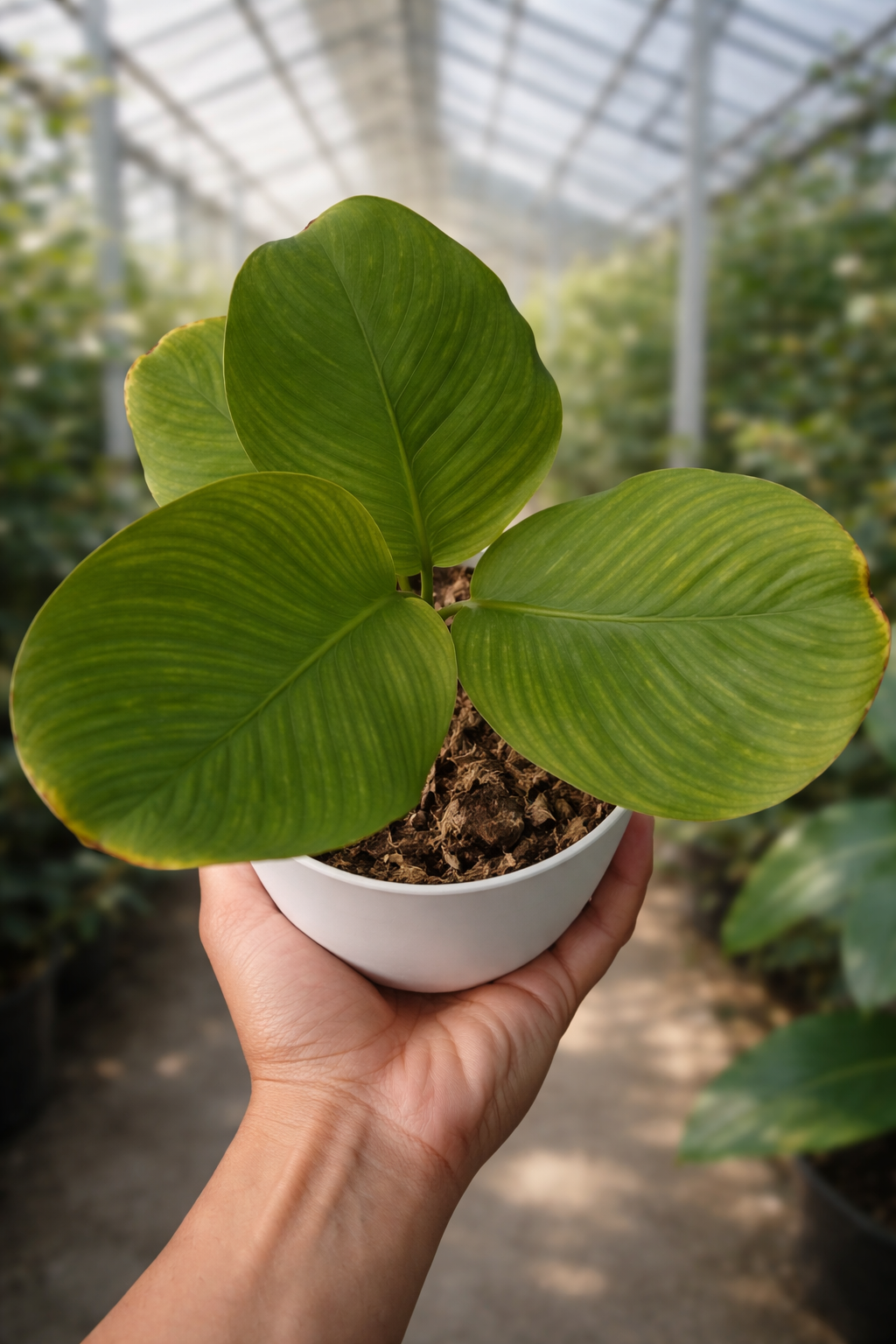 Thaumatococcus danielli