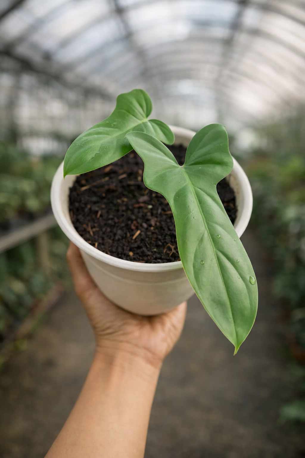 Philodendron Bipennifolium - AroidHouse