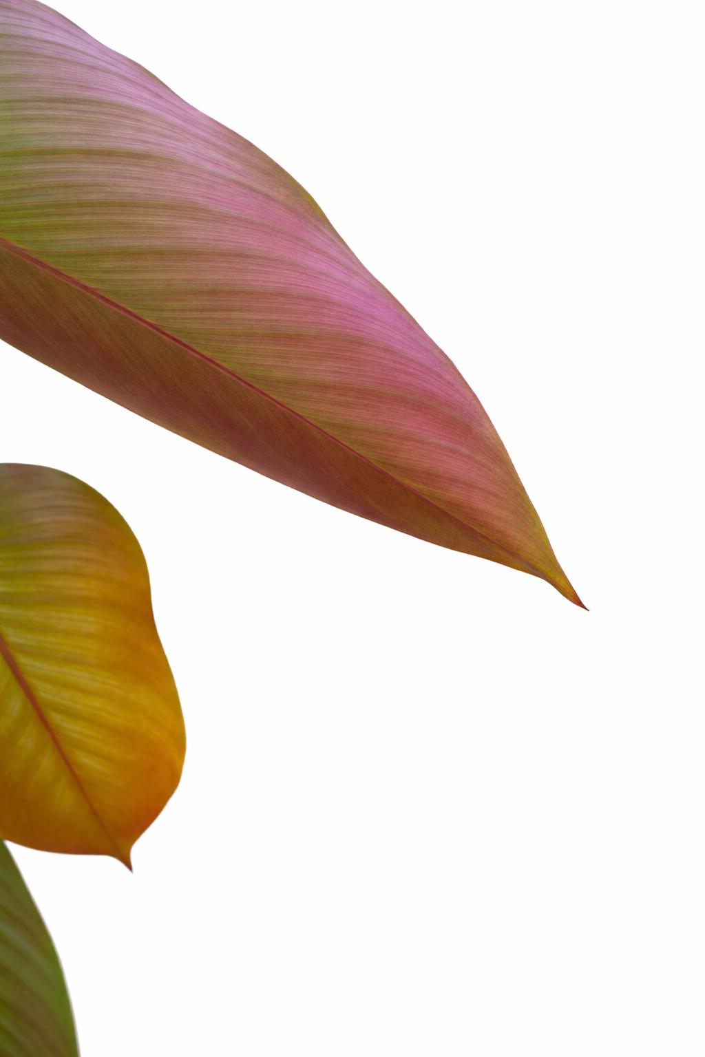 Pleiostachya Pruinosa