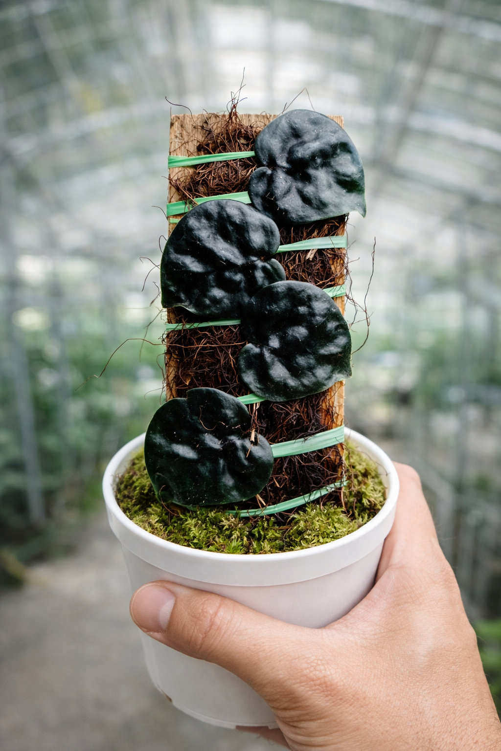 Scindapsus Black Mamba