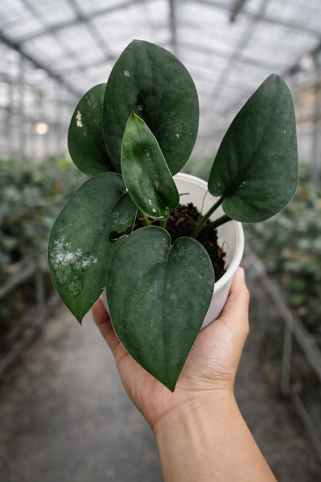 Scindapsus Jade Satin