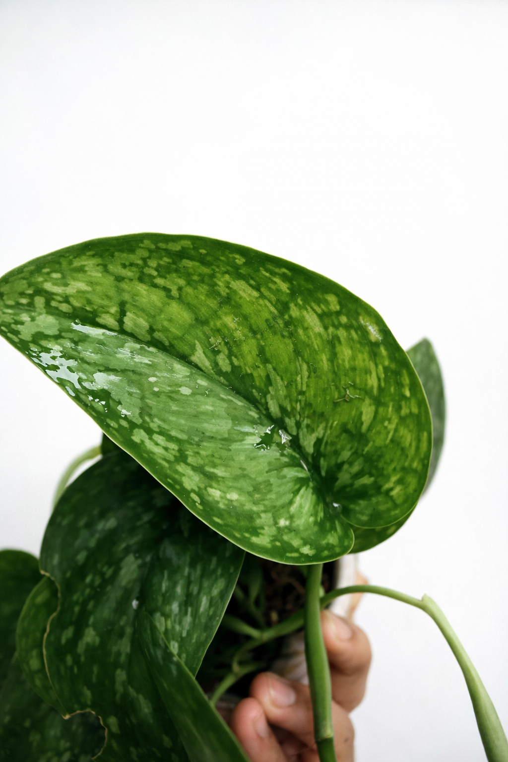 Scindapsus Splash Green