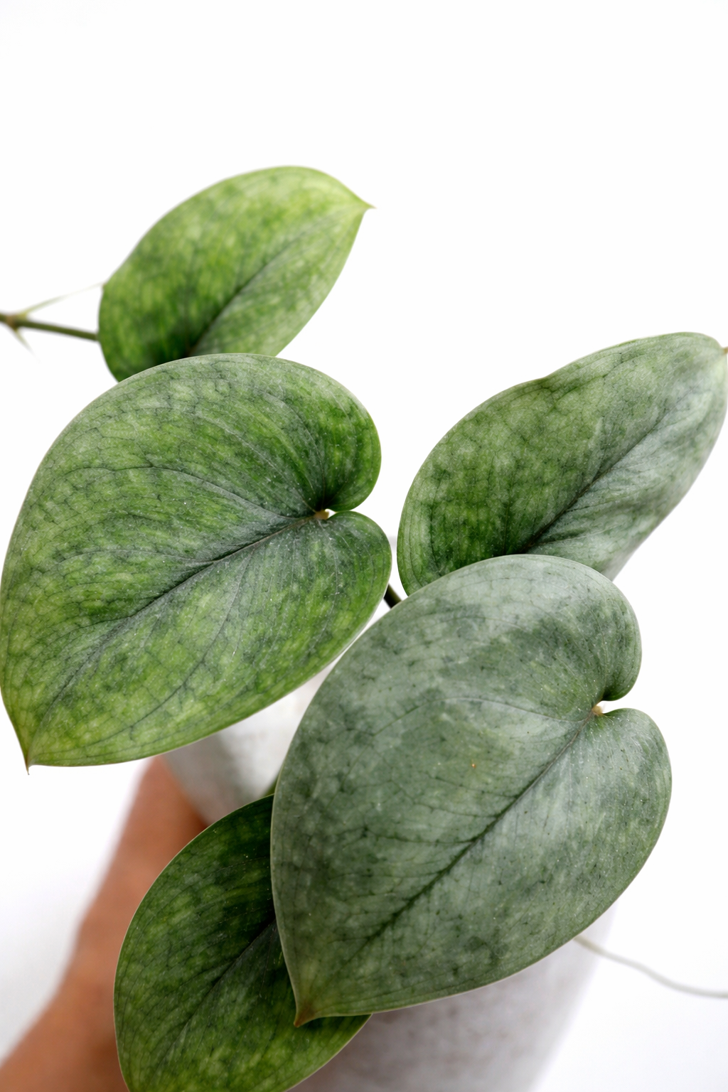 Scindapsus Silver Tattoo