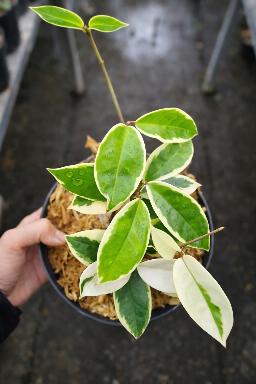 Hoya Carnosa Variegata – AroidHouse