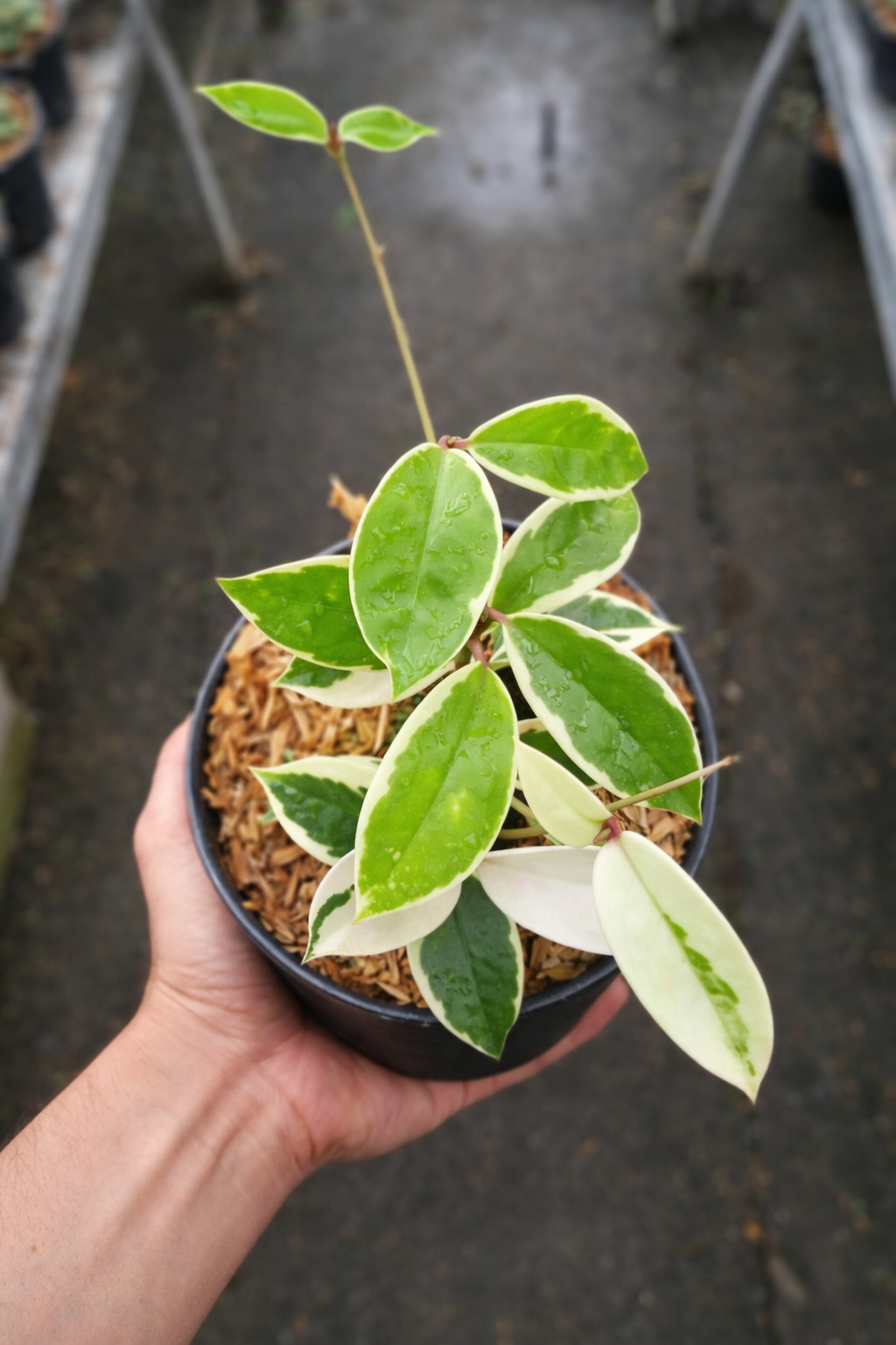Hoya Carnosa Variegata - AroidHouse