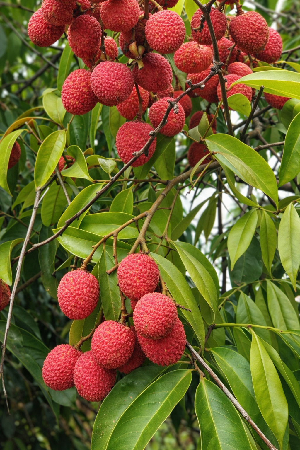 Litchi Chinensis / Lychee ‘Dwarf’ - AroidHouse