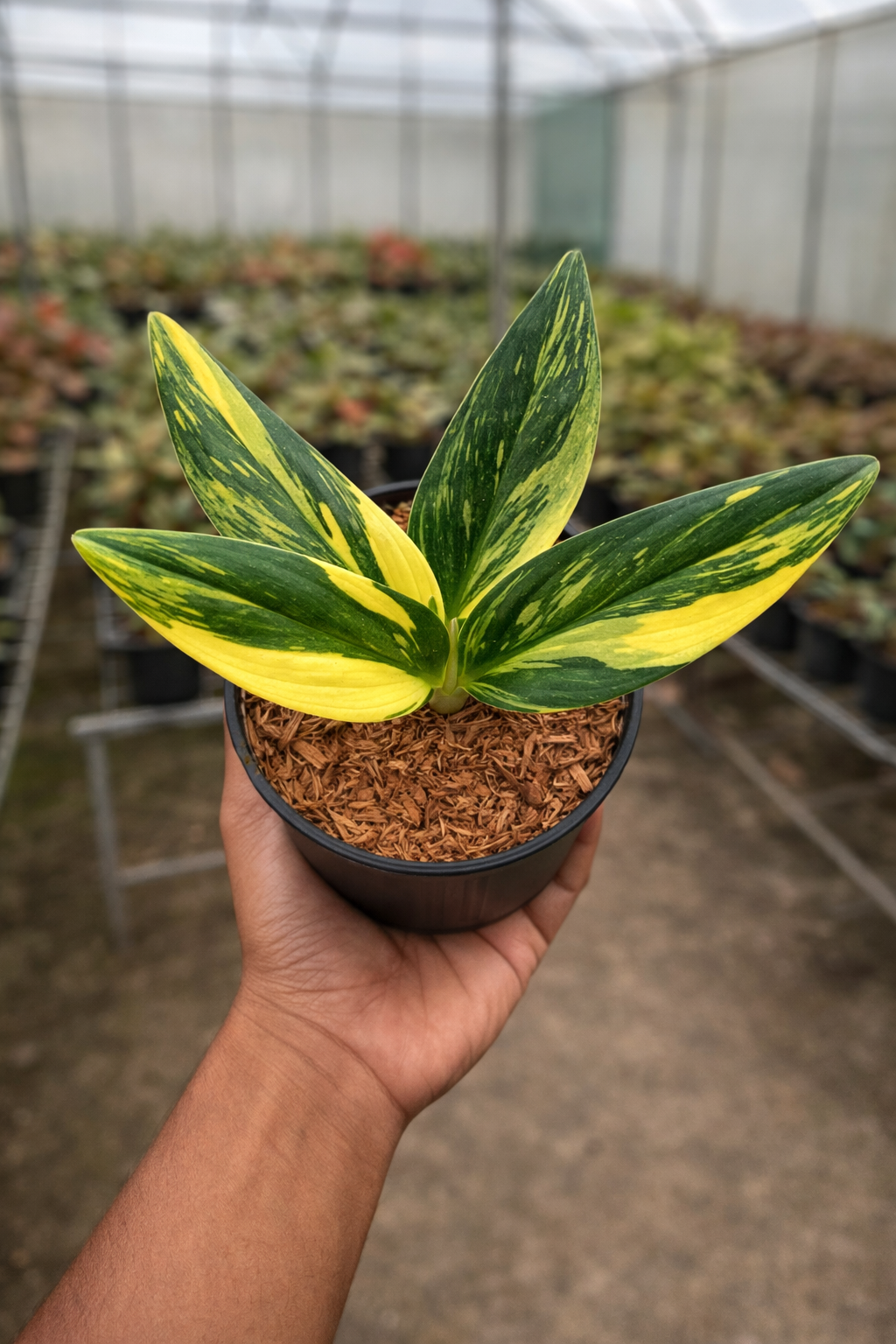 Monstera Standleyana Variegata - AroidHouse