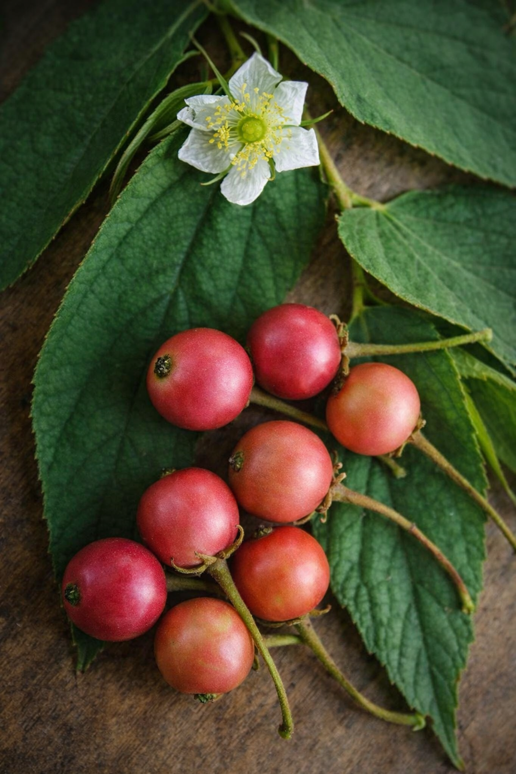 Muntingia Calabura / Strawberry Tree - AroidHouse