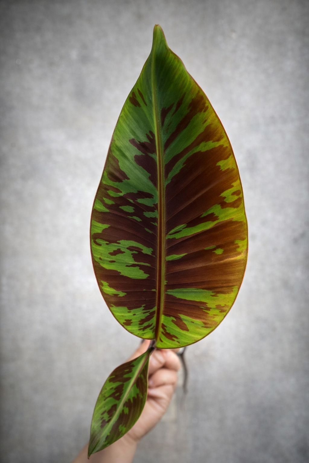 Red Banana Plant - AroidHouse