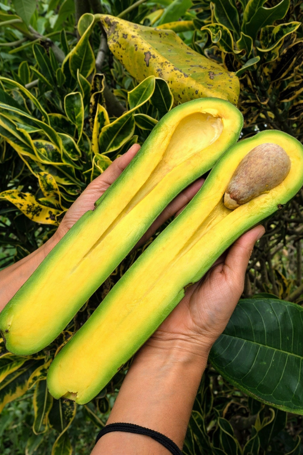 Persea Americana / Avocado ‘Long Neck’ - AroidHouse