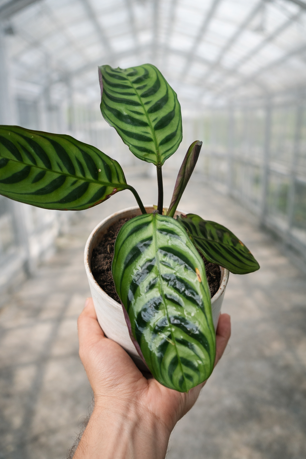 Ctenanthe Burle-Marxii - AroidHouse