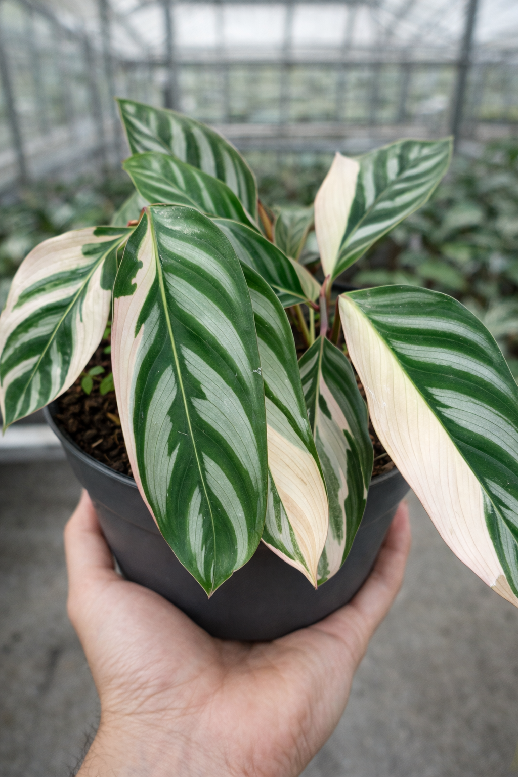 Ctenanthe Oppenheimiana Tricolor - AroidHouse