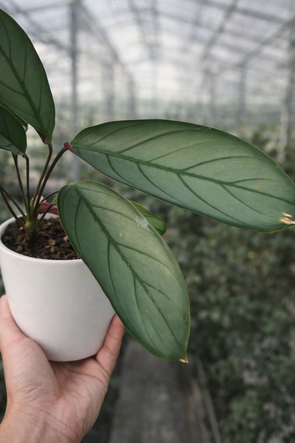 Ctenanthe Setosa Grey Star - AroidHouse