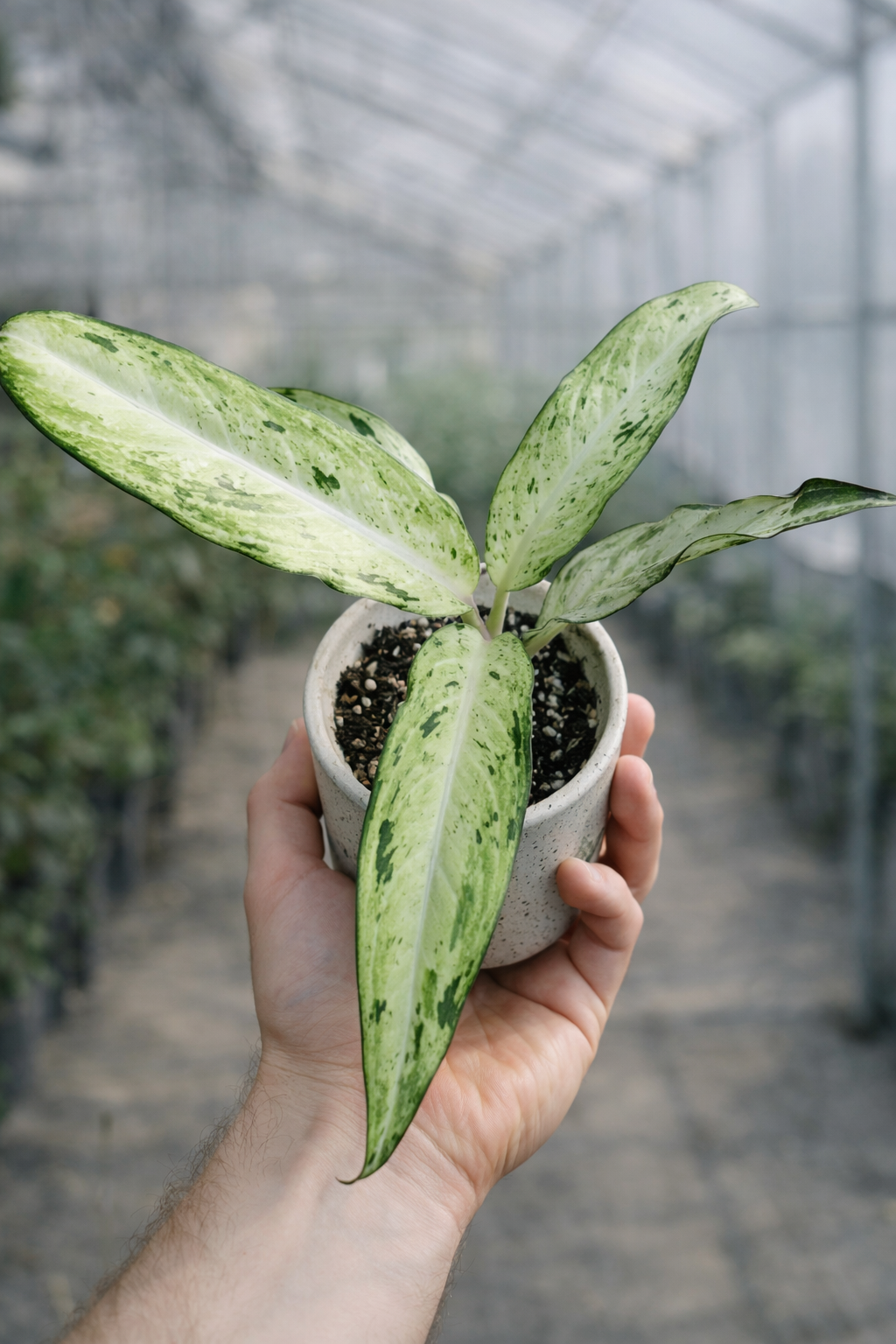 Dieffenbachia Camouflage - AroidHouse