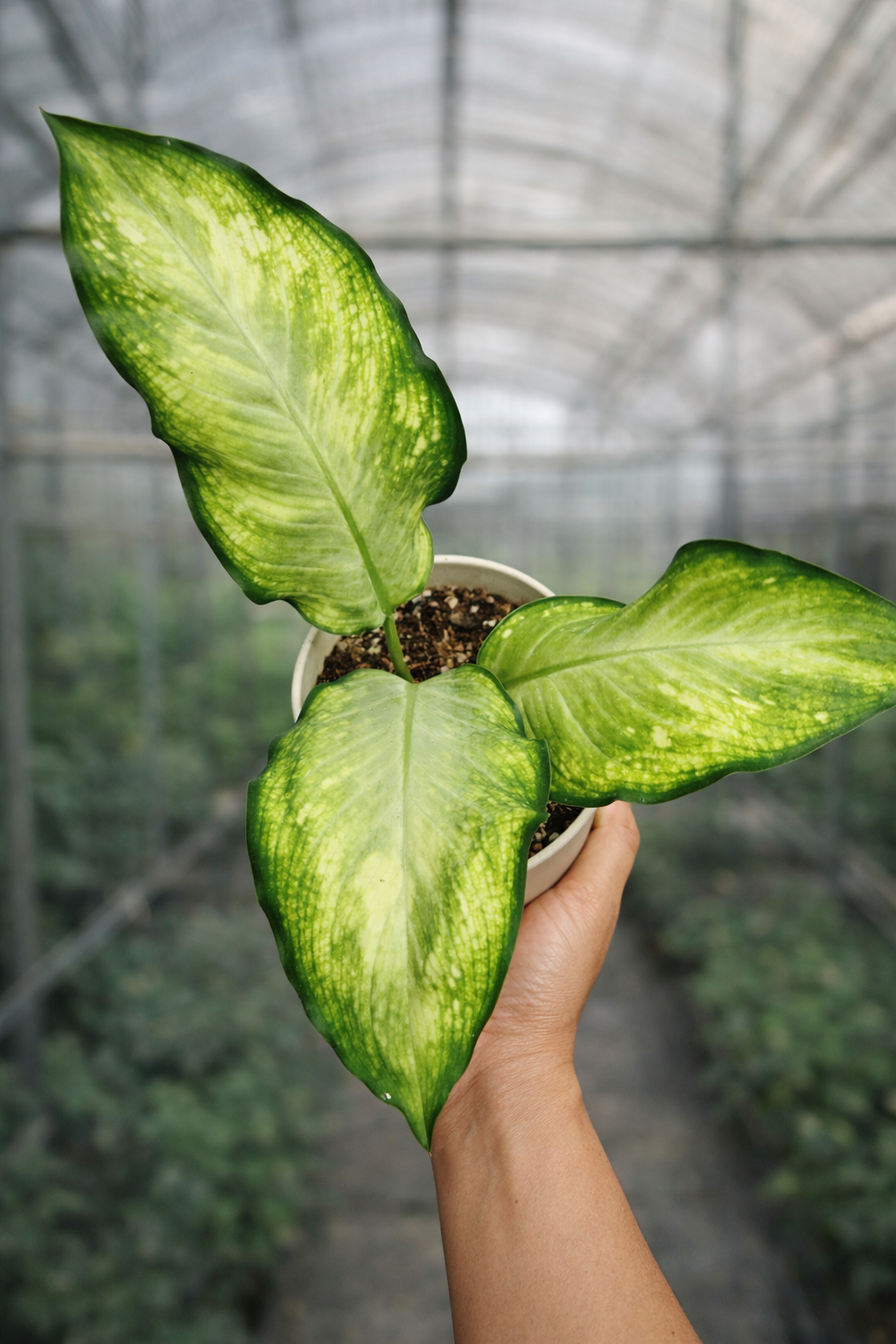 Dieffenbachia Honey Dew - AroidHouse