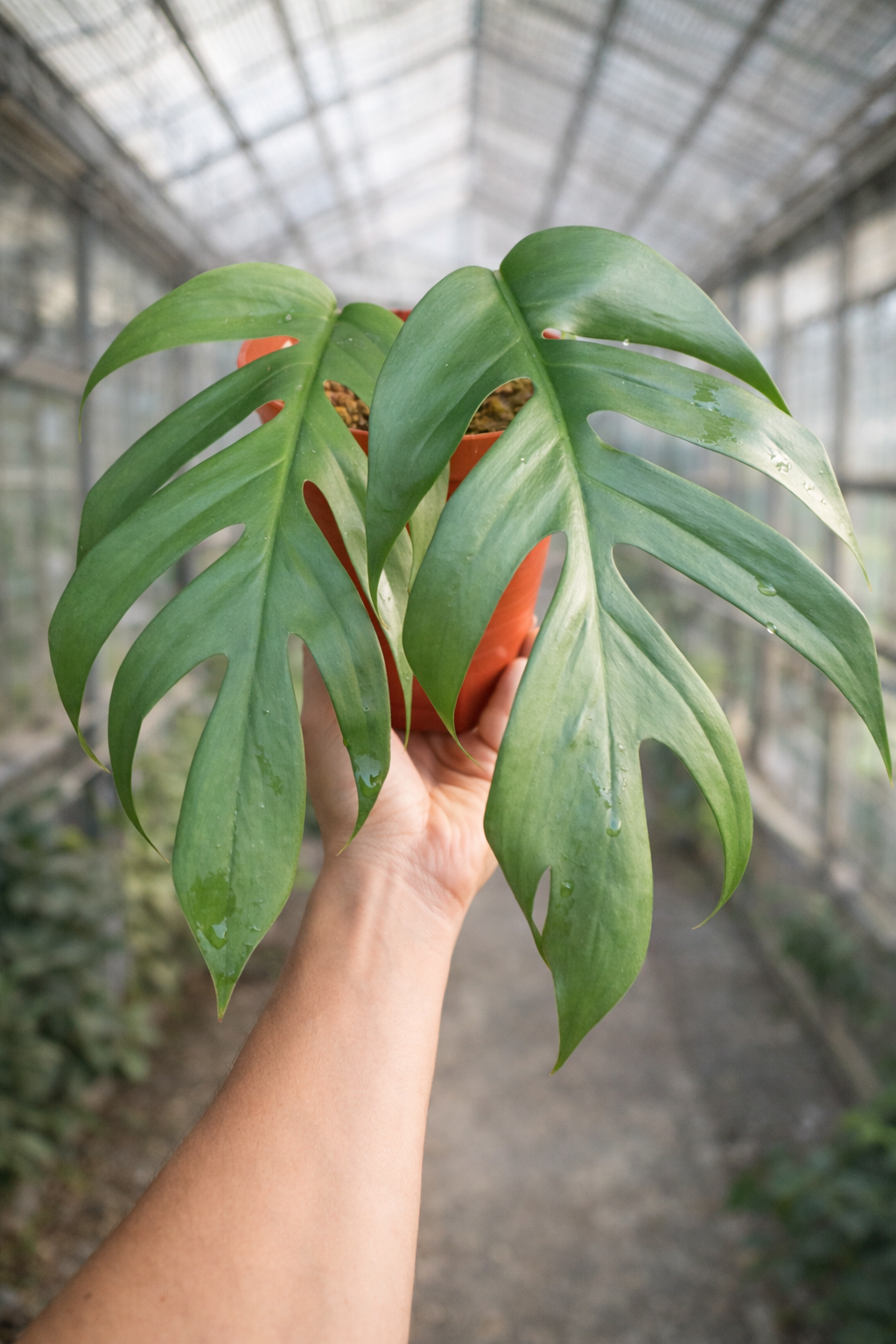Epipremnum Pinnatum Cebu Blue - AroidHouse
