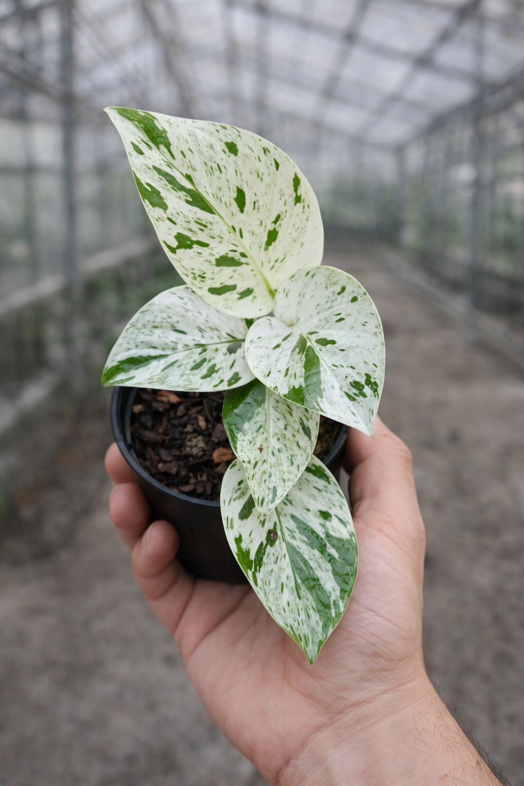 Epipremnum Pinnatum Marble Variegata - AroidHouse