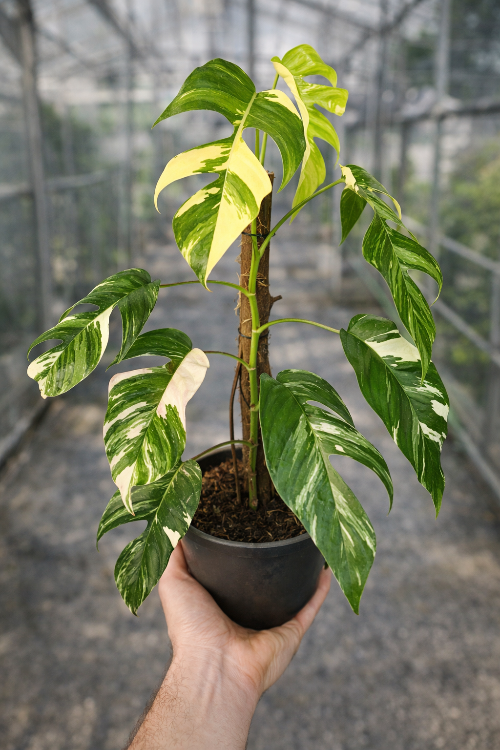 Epipremnum Pinnatum Variegata - AroidHouse