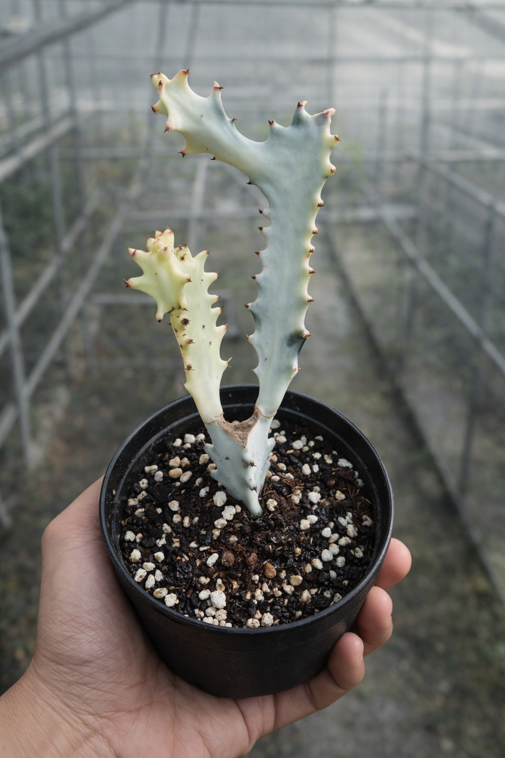 Euphorbia Lactea White Dragon Bone - AroidHouse
