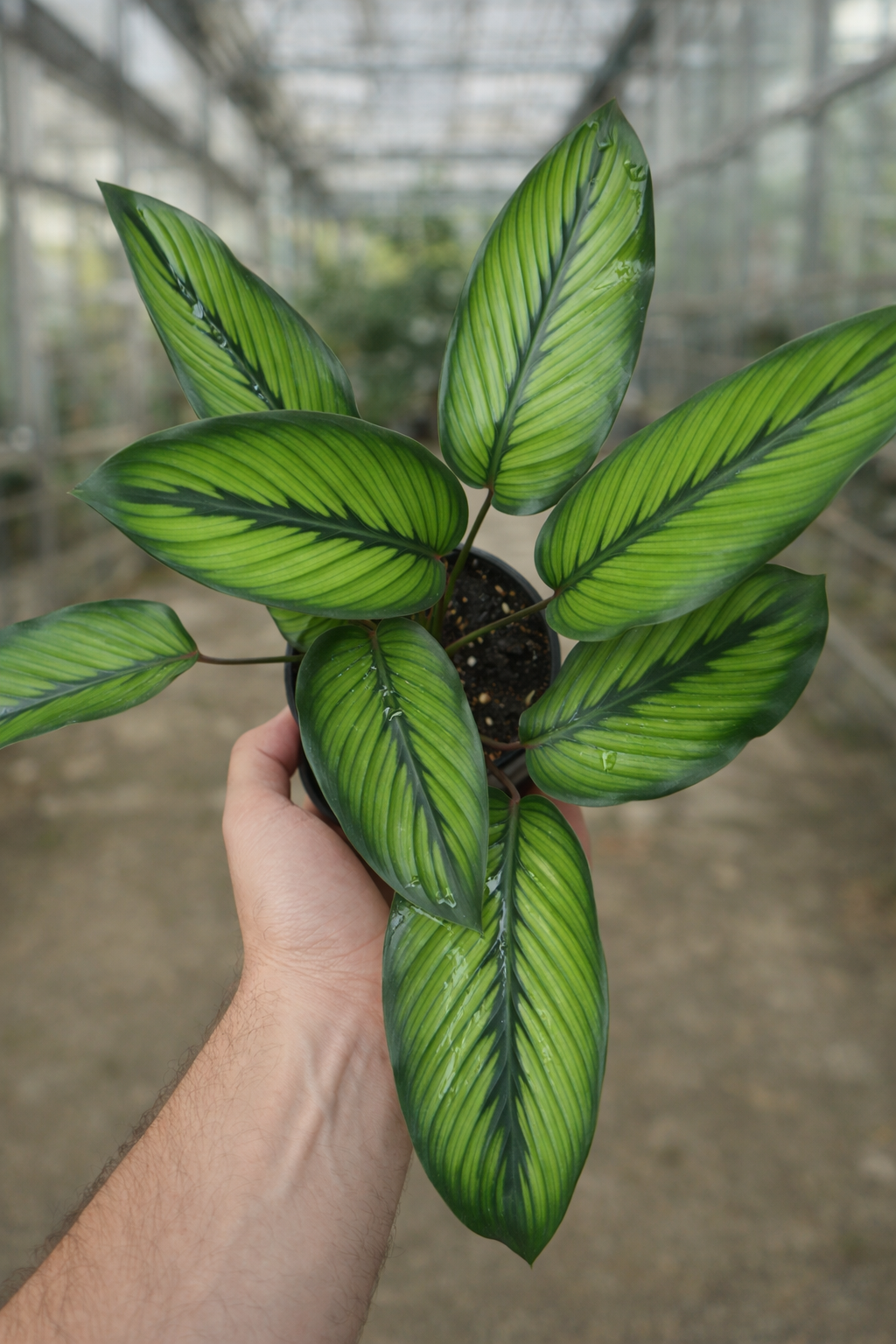 Calathea Wilson’s Princeps - AroidHouse