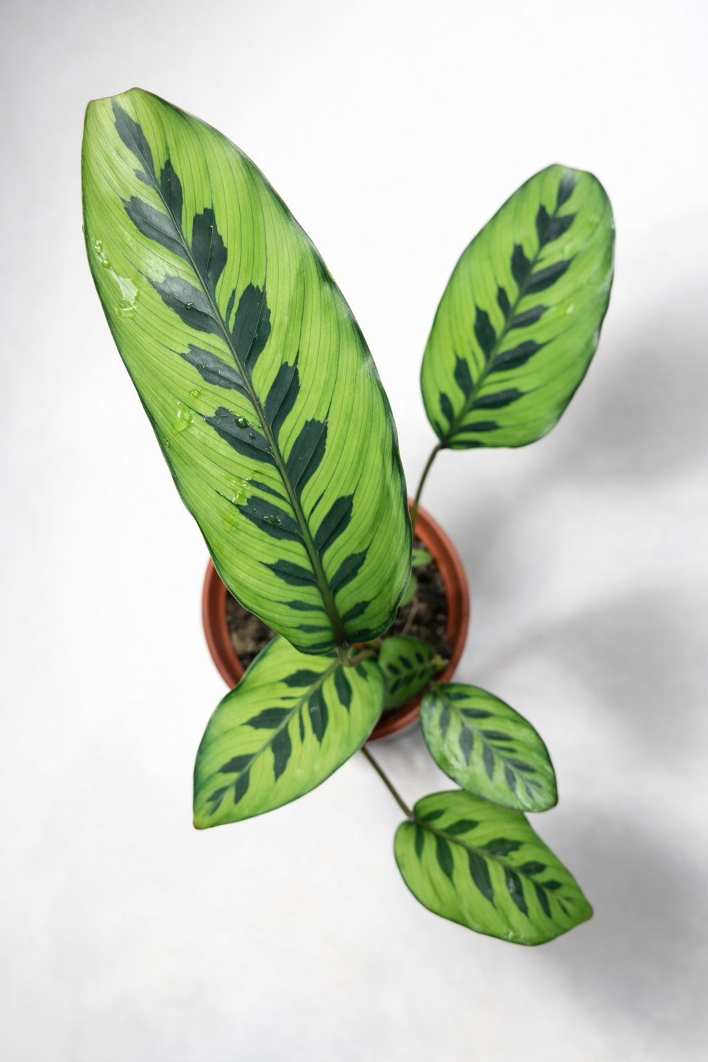 Calathea Variegata - AroidHouse