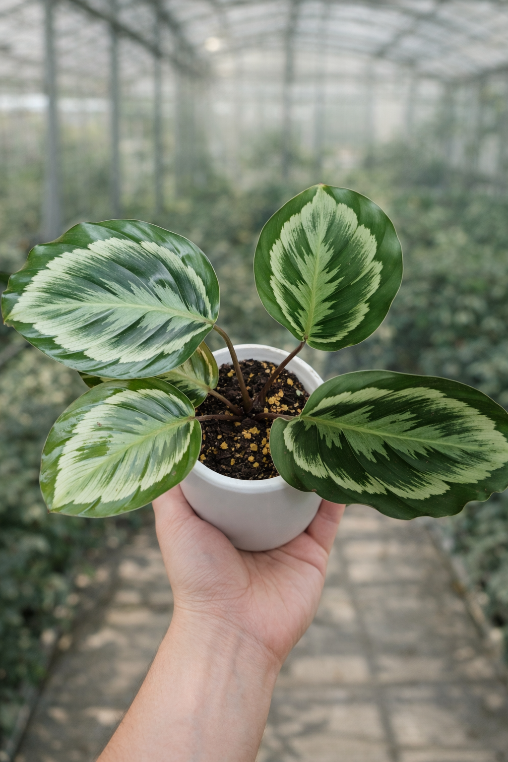 Calathea Misty - AroidHouse