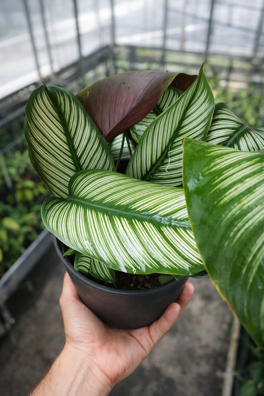 Calathea Majestica - AroidHouse