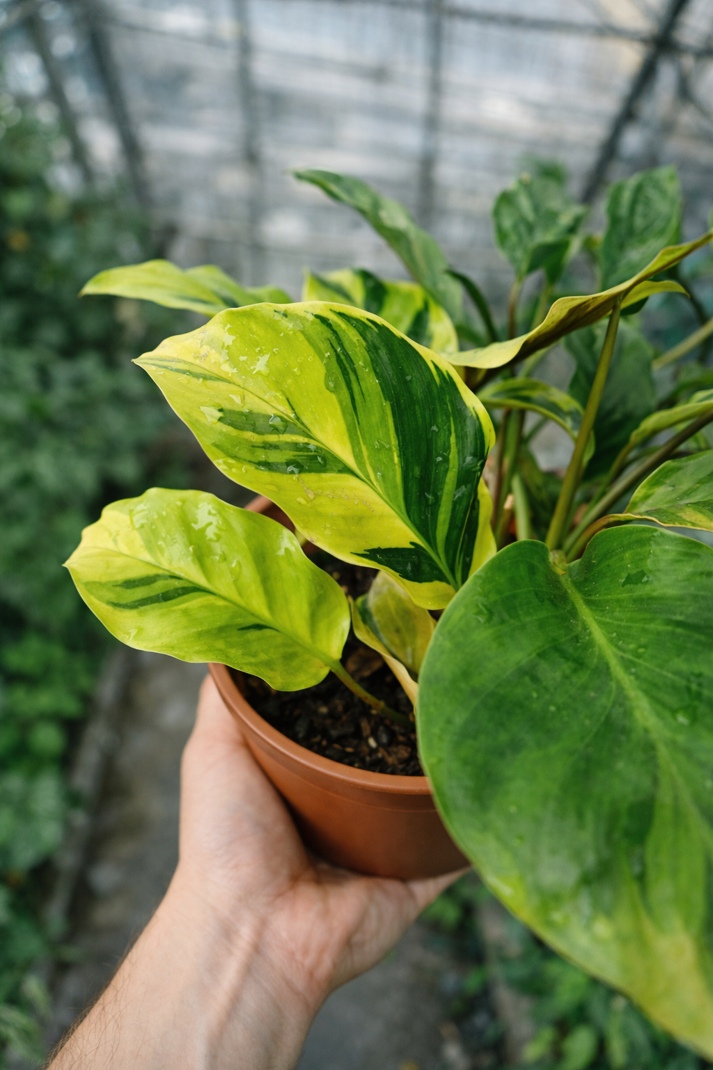 Calathea Louisae Thai Beauty - AroidHouse