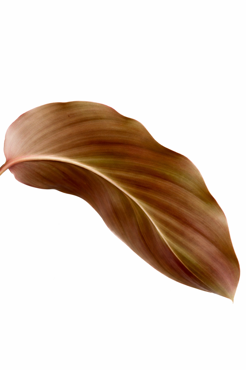 Calathea John Tan - AroidHouse