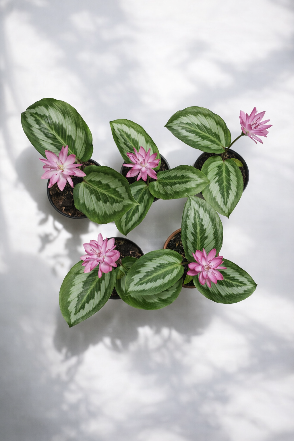 Calathea Hyachinta - AroidHouse