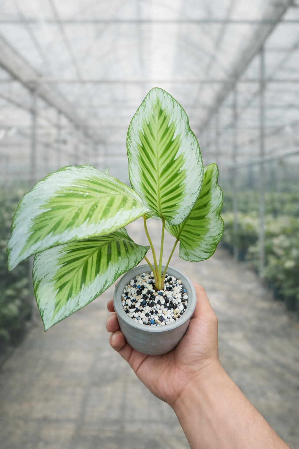 Calathea Gaby - AroidHouse