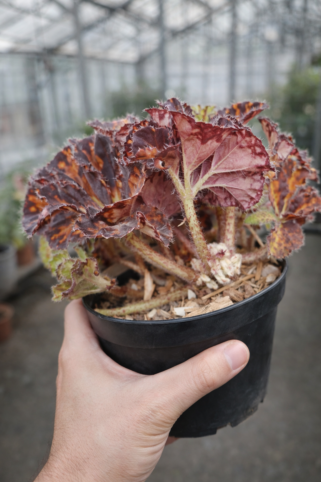 Begonia Rex Hambali - AroidHouse