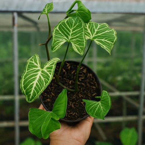 Syngonium Batik