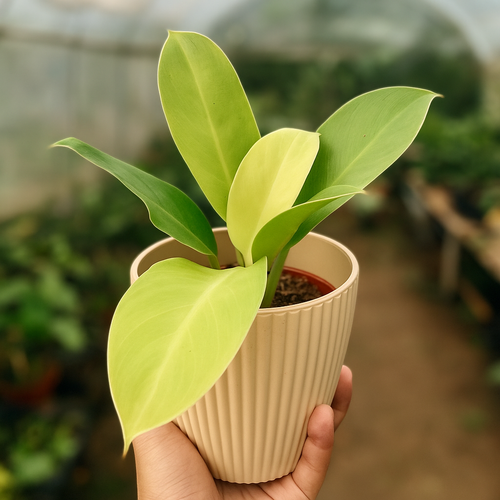 Philodendron Moonlight - AroidHouse