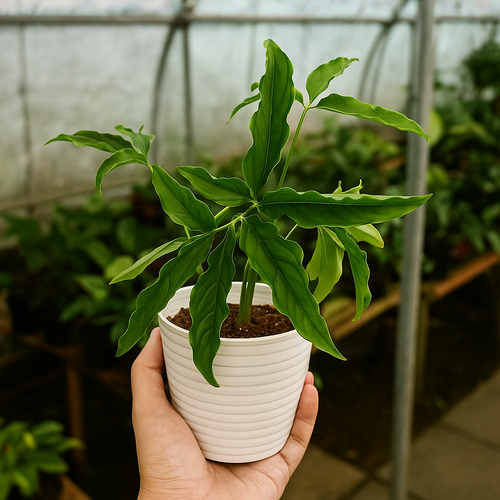 Syngonium Augustatum