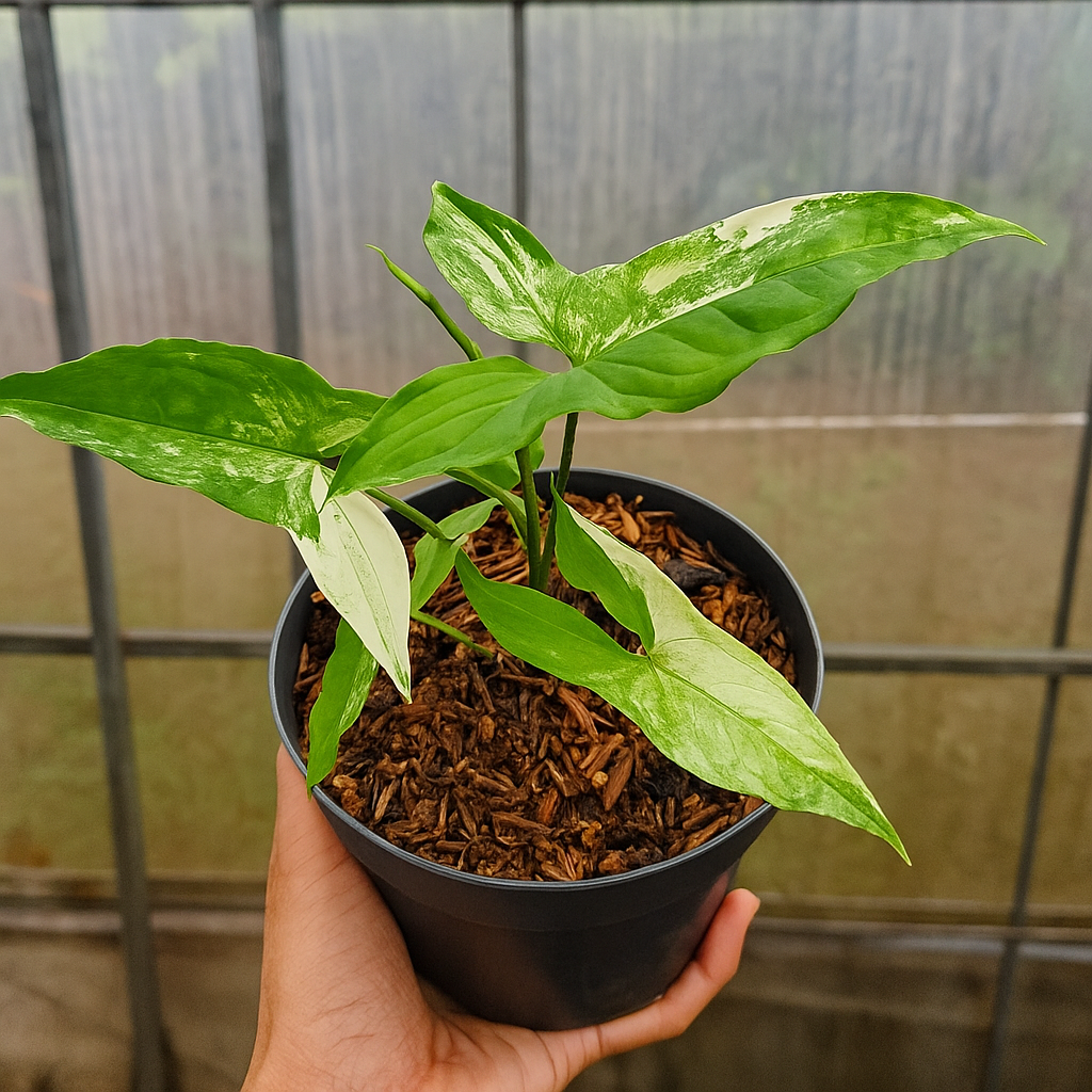 Syngonium Albo Variegata