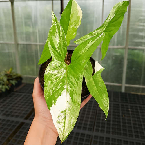 Syngonium Albo Variegata