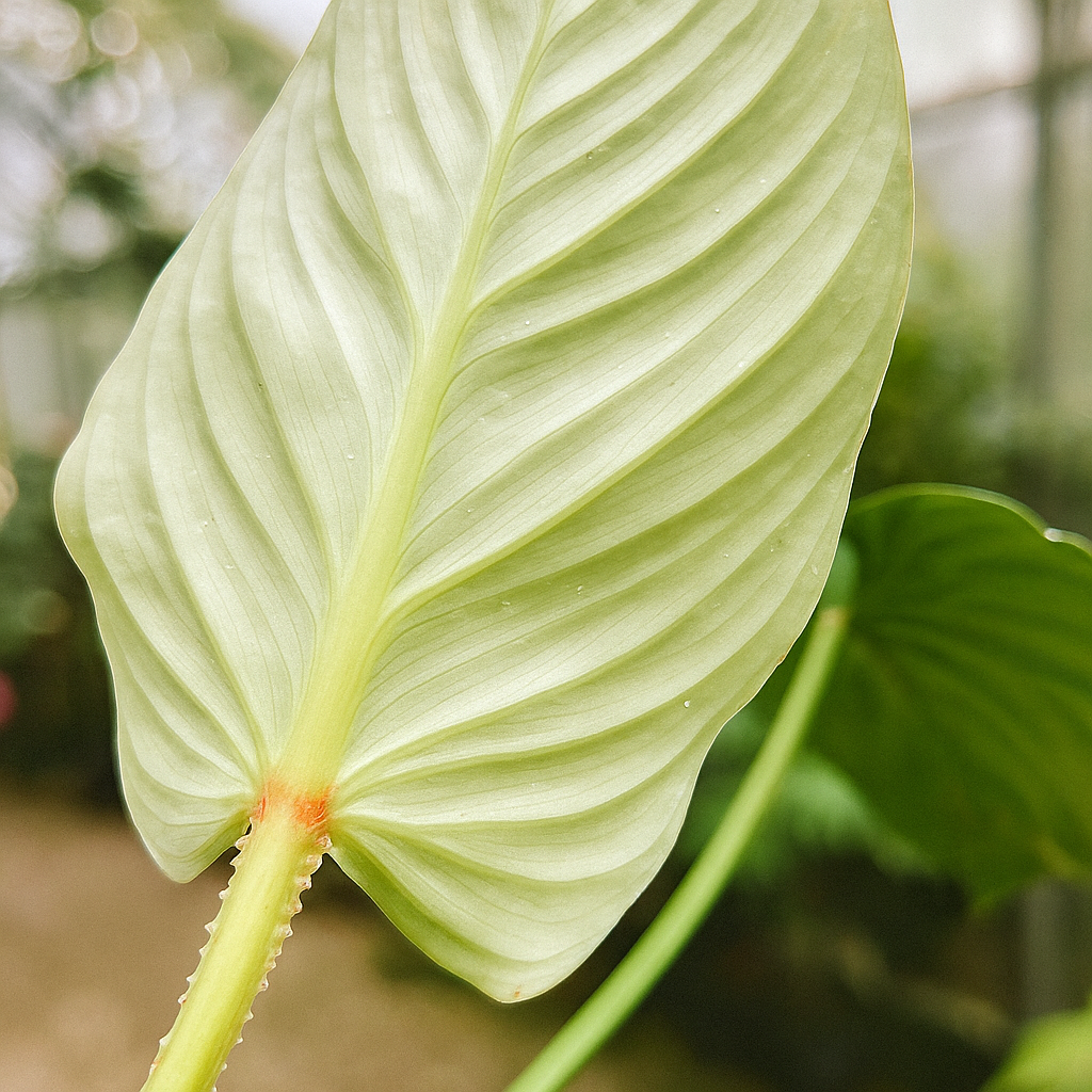 Philodendron Mamei (Silver Cloud) - AroidHouse