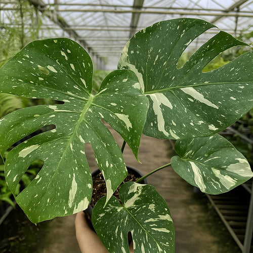 Monstera Thai Constellation