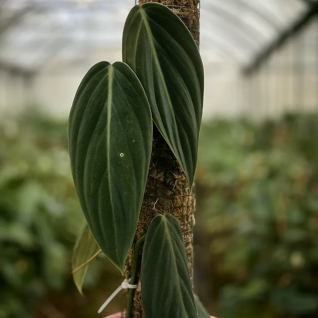 Philodendron Gigas - AroidHouse