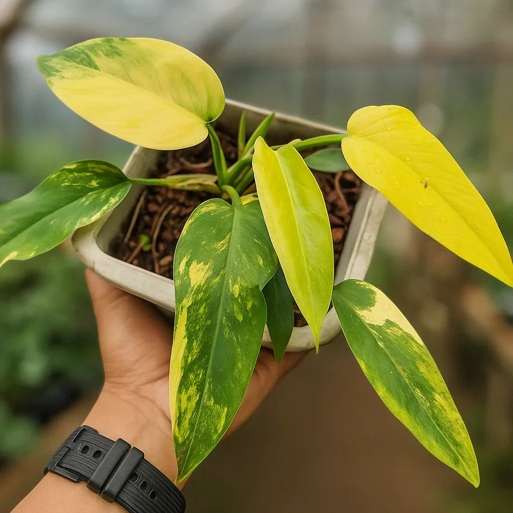 philodendron domesticum variegated for sale Buy Philodendron Domesticum Variegata ~ Variegated Houseplant – AroidHouse