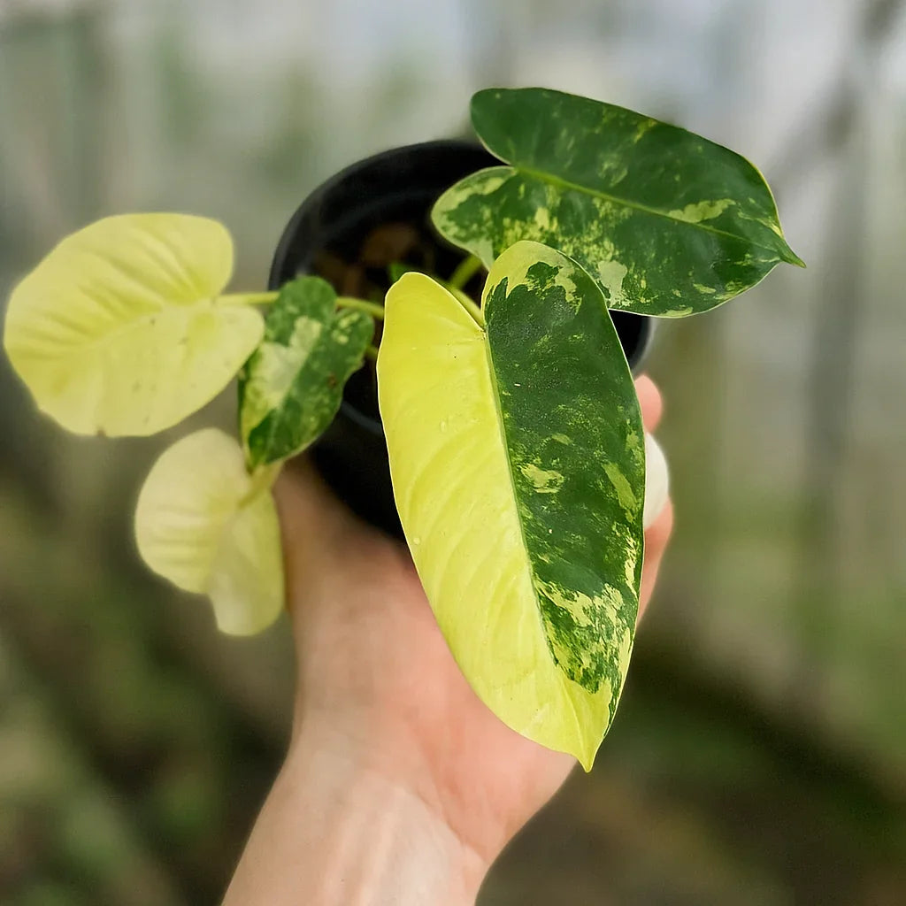 Buy Philodendron Burle-Marx Variegata ~ Variegated Houseplant  AroidHouse