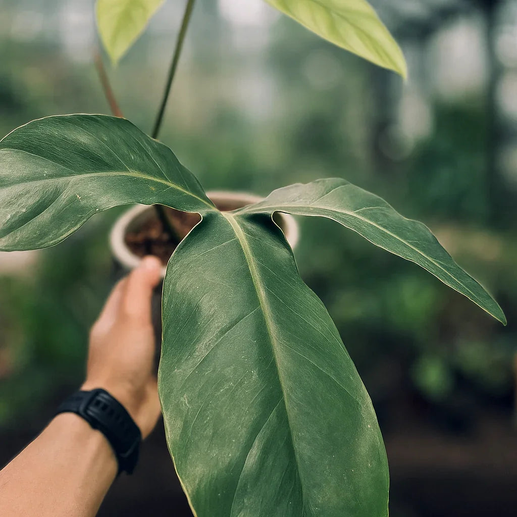 Philodendron Barrosoanum - AroidHouse