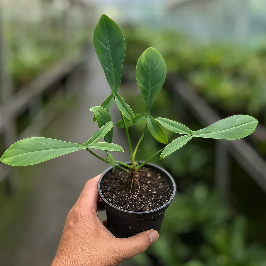 Philodendron 69686 - AroidHouse