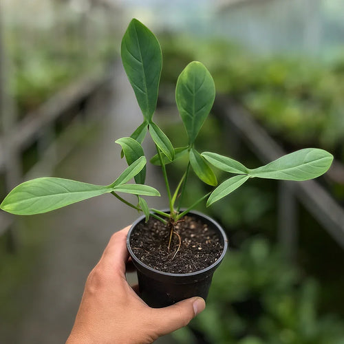 Philodendron 69686 - AroidHouse