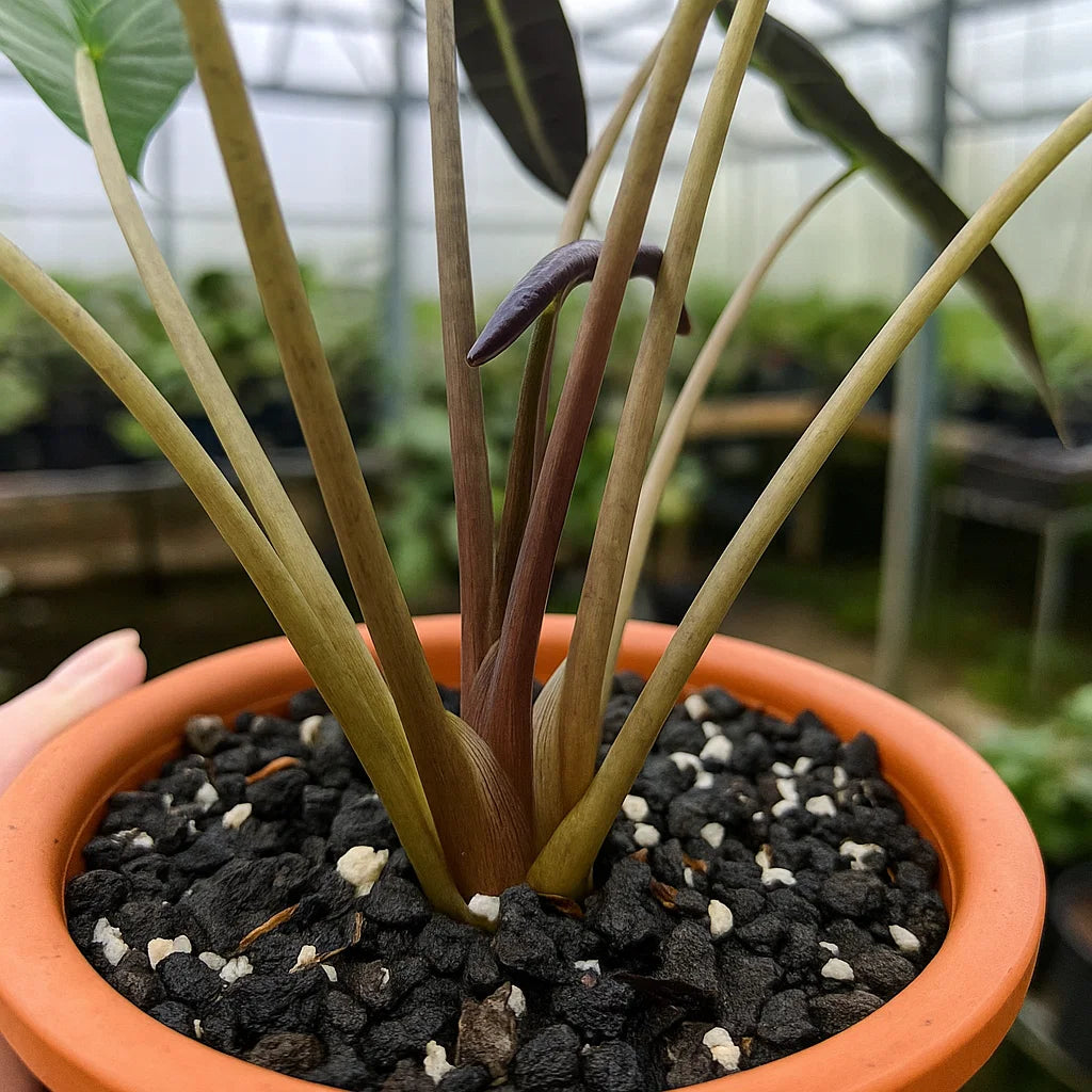 Alocasia Bambino